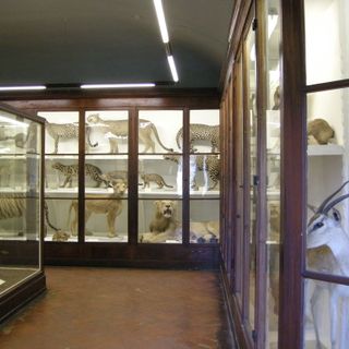 Museo di storia naturale sezione di zoologia La Specola