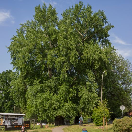 Dobřejovická linda