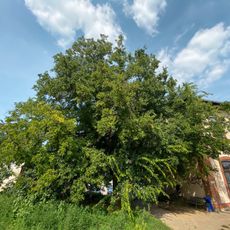 Břestovec západní na nádraží Střelice