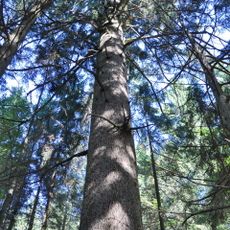 Tanne bei St. Johann am Walde