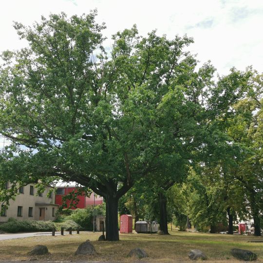 Naturdenkmal Stieleiche