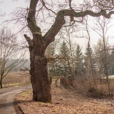 Dub ve Velké Černoci