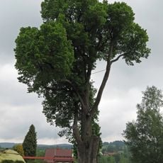 Borovice u nádraží