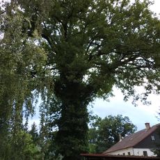 Dub letní v Dolním Podluží