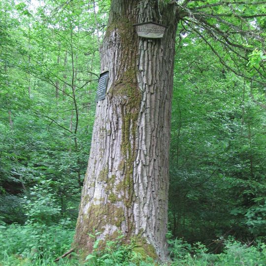 1 Stieleiche, "Mahn-Eiche"
