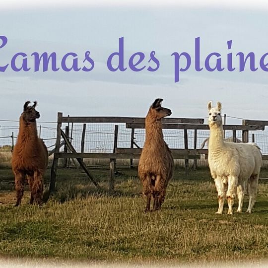 Lamas des plaines