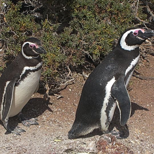 Punta Tombo