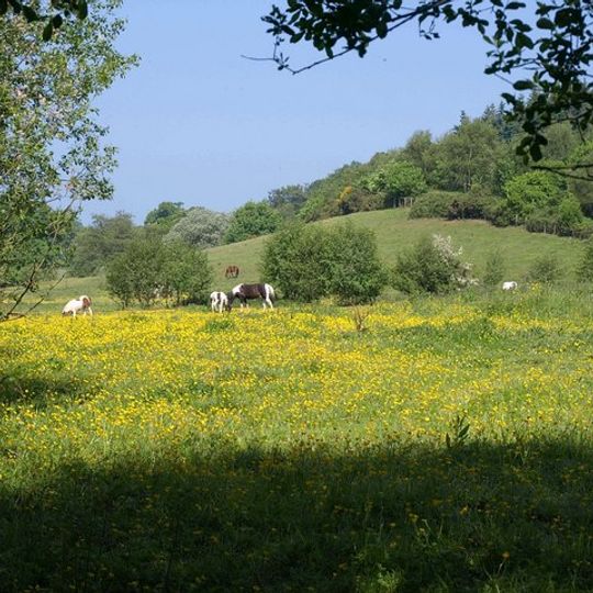 Roebuck Meadows