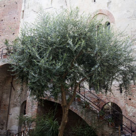 Palazzo vecchio del comune