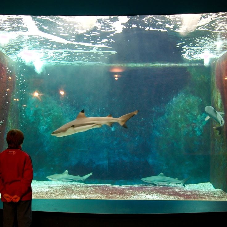 Aquarium-Museum Lüttich