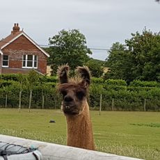 West Wight Alpacas