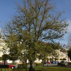 Lípa Svobody na Kupkově náměstí v Opočně