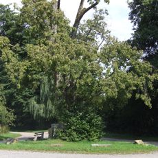 Alte Linde Eschelbronn