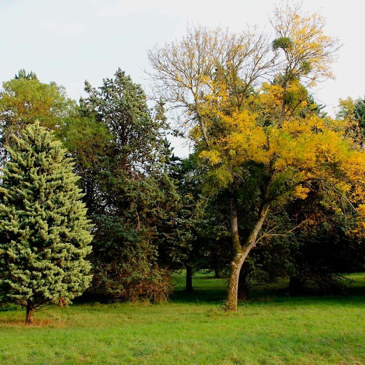 Arboretum de Chèvreloup