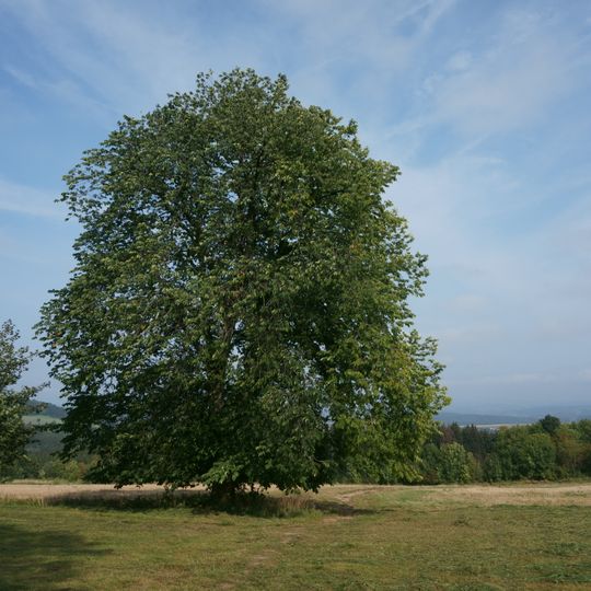 Jilm pod křížovou cestou