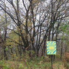 Group of centuries-old oaks