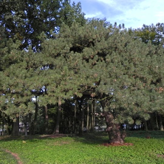 Castle Park in Gorzanów