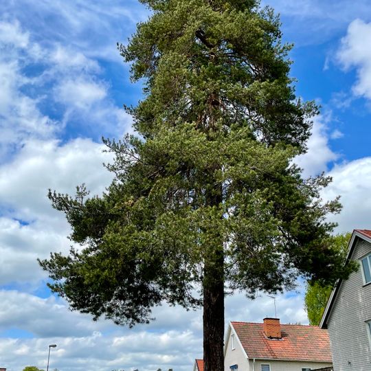 Sammanvuxna tallar Katrineholm