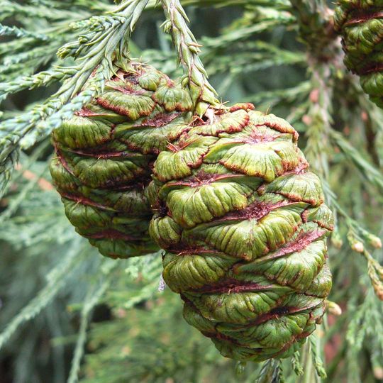 Arboretum De L'hermet