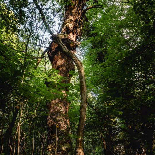 Naturdenkmal Eichen nördlich Seddiner See an Heimkreisvolkshochschule , östlich Straßenabzweig B2 nach Ferch in Neuseddin