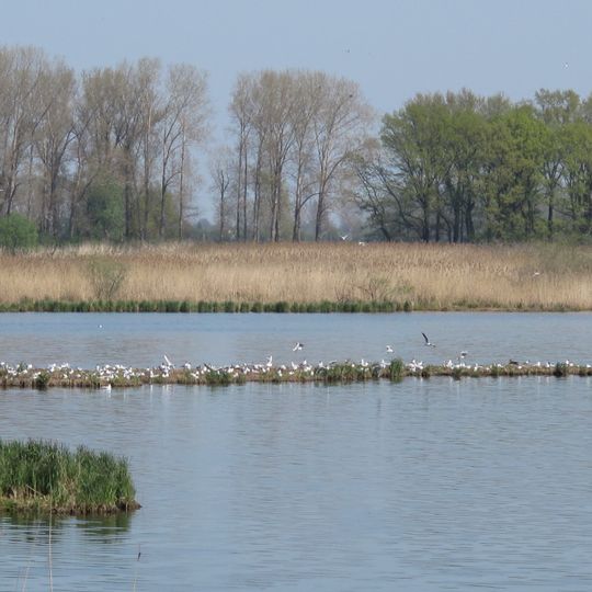 Europäisches Vogelschutzgebiet Altfriedländer Teich- und Seengebiet