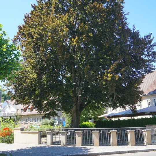 Blutbuche an der Aich