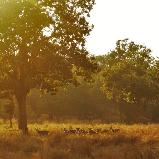 Parco nazionale di Pench