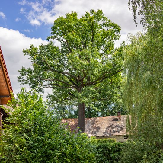 Dub v Zámostí na návsi