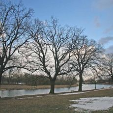 Stromořadí 34 ks dubů podél Labe