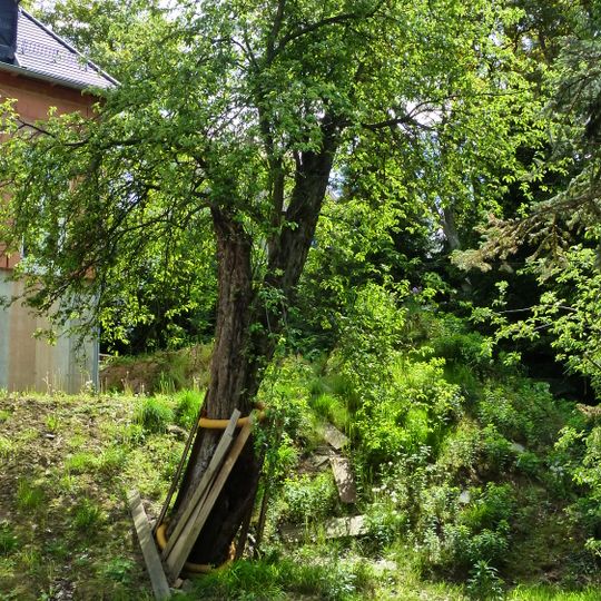 Naturdenkmal Apfelbaum Schafsnase Grundstraße Bühlau