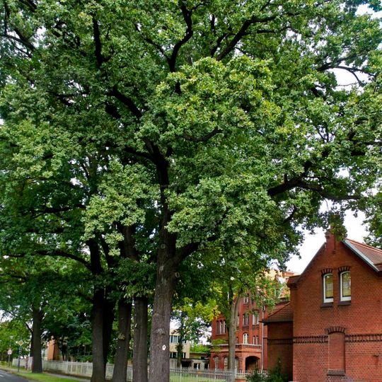 Naturdenkmal [[Eichen