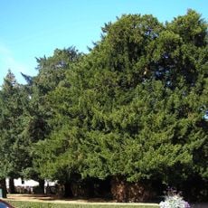 Remarkable trees of La Lande-Patry