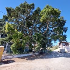 Árvore isolada em Tural - Doçaria