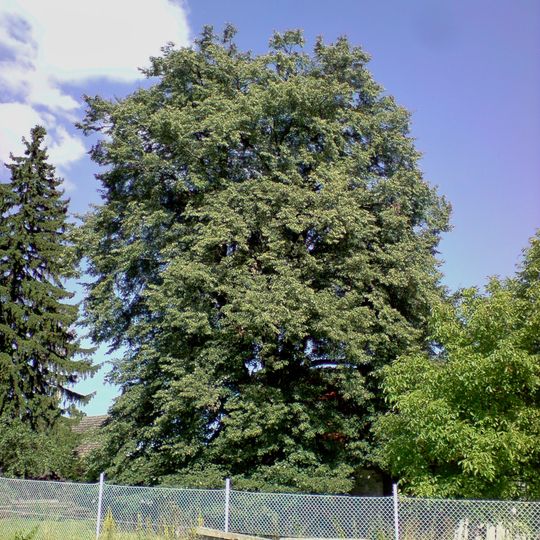 Lípa za humny v Políkně