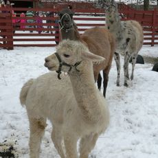 Yli-Marolan 4H-kotieläinpiha