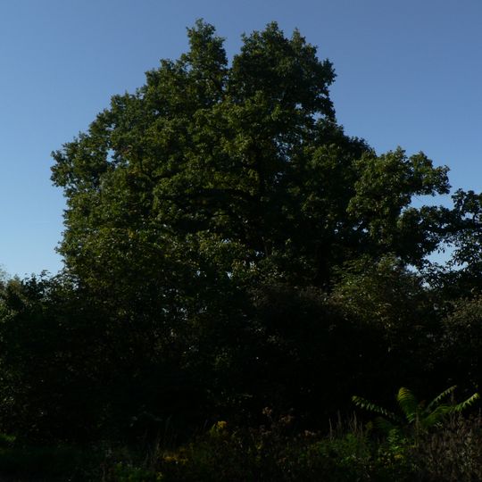 Dub letní v ul. Mezivrší