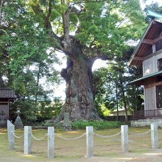 Giant Camphor Tree at Sugihokowake no Mikoto Shrine