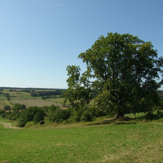 Buk v Mšeckých Žehrovicích