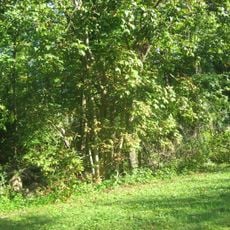 Spruce Run Earthworks