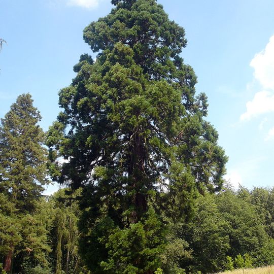 Riesenmammutbaum bei Schotten