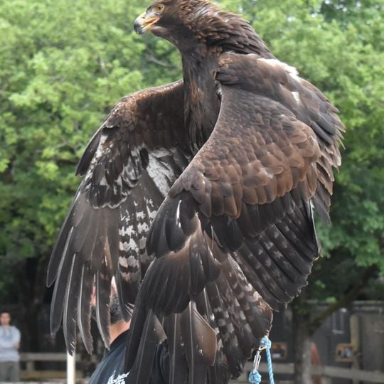 Le rocher des aigles