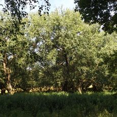 Vrba křehká u rybníku Krylovec za Oborou