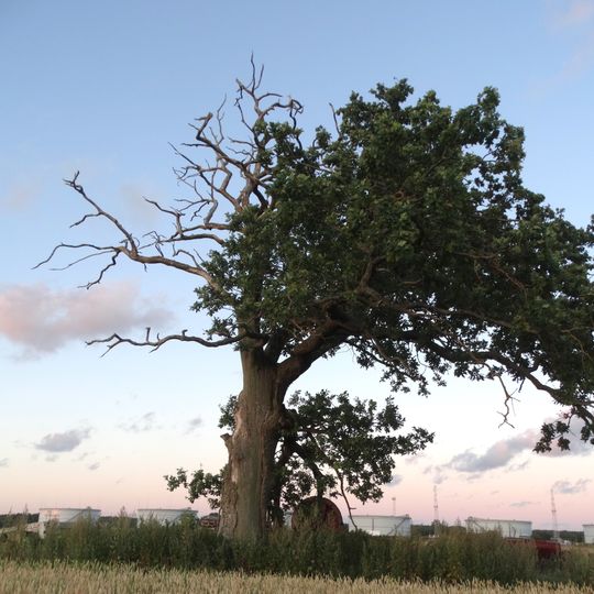 Būtingė oak