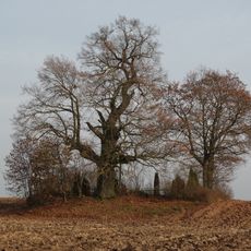 Žadeikonių ąžuolas