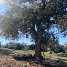 הר חורשן מפגש שבילים מתחת לחרבת טאטא. מקום יפה לקפה