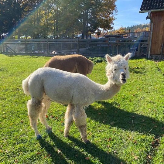 Tierpark Streichelzoo Wildgehege Hohe Wand