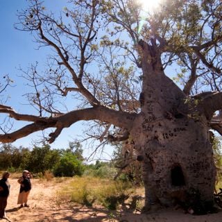 Baobab prison