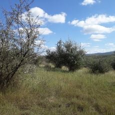 Burghelea V settlement