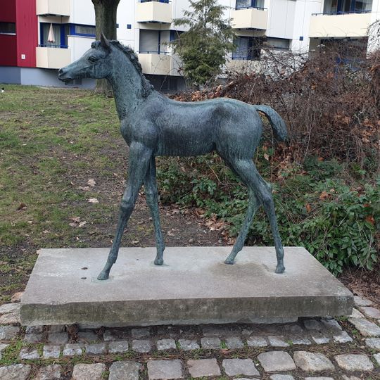 Araberjährling stehend