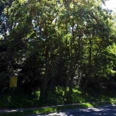 Cmentarz żydowski w Janowie Podlaskim